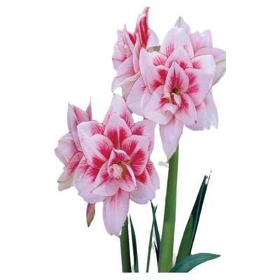 荷兰进口重瓣朱顶红种球