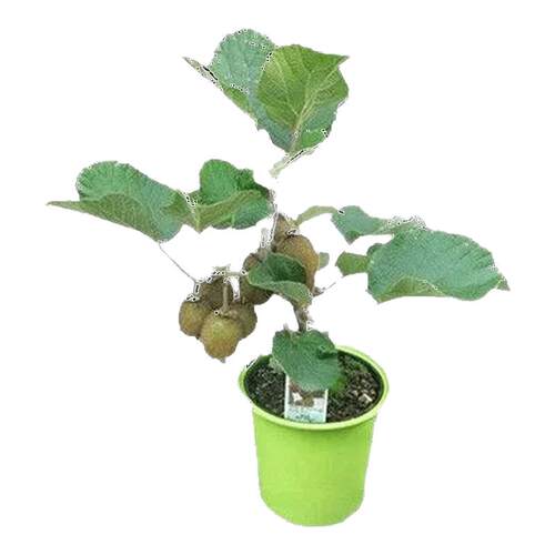 猕猴桃树果苗红心软枣猕猴桃苗徐香嫁接南北方种植庭院水果树果苗