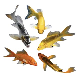 德系锦鲤皮鲤元宝鳞无鳞少鳞冷水淡水观赏易存活鱼苗鱼缸秋翠松叶