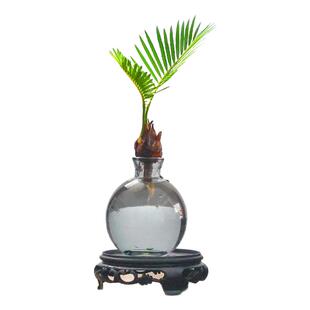 水培植物铁树宝宝小盆栽办公室内桌面摆件好养活四季常青绿植盆景