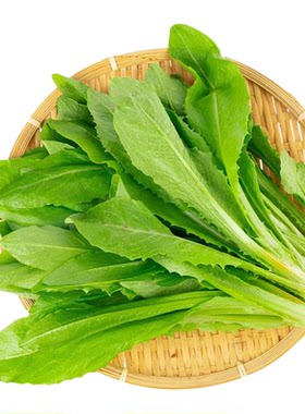 沂蒙荟馨园新鲜蔬菜优选油麦菜