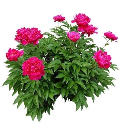 【带芽发货】重瓣芍药花苗浓香花卉正宗观赏芍药牡丹四季开花好养