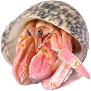 陆养灰白草莓寄居蟹西伯利斯深紫里拉lila短腕宠物活体螃蟹观赏蟹