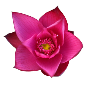 2025新品【綪筏】周劲松家中小型盆栽阳台家庭种植碗莲荷花种藕苗