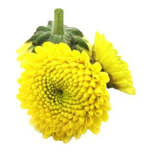 新鲜黄纽扣 小雏菊花 日料刺身拼盘装饰造型海鲜姿造创意造景摆盘