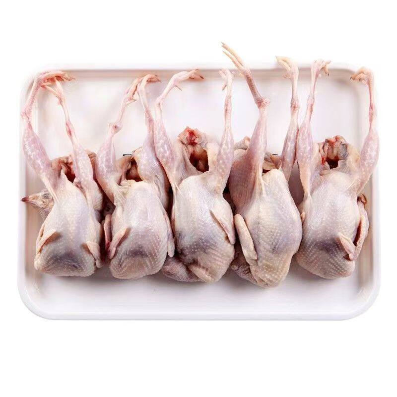 活杀新鲜散养鹌鹑速冻鹌鹑肉白条净膛烤烤优选无激素炖汤佳品