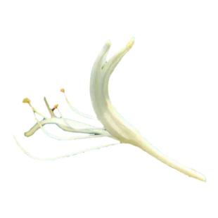 金银忍冬又叫金银木庭院绿化灌木花卉耐寒耐冷好养好成活盆栽