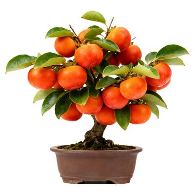 无核脆甜柿子树果苗嫁接庭