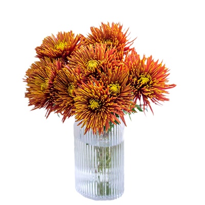 烟花菊鲜切花基地直发顺丰包邮