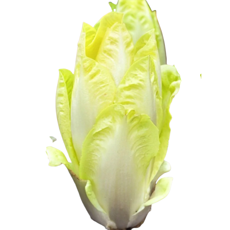 9.9元3包金玉兰菜种子籽软化菊苣