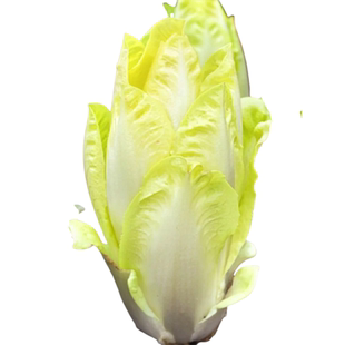 9.9元3包 金玉兰菜种子籽根苗多年生比利时软化紫菊苣生菜籽盆栽