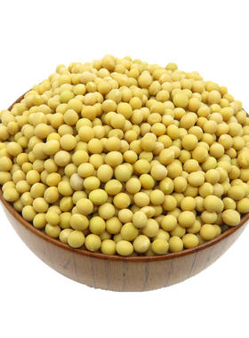 黄豆专用生黄豆芽发豆芽