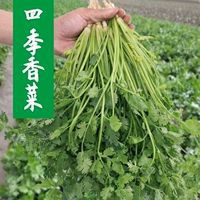 В 200 г крупнолистного кориандра входит 50 г органического удобрения.