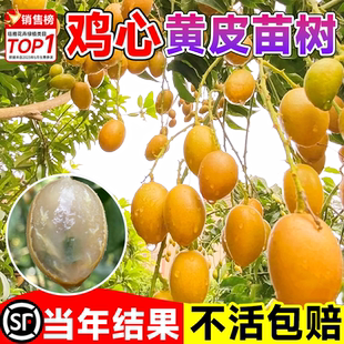 广西鸡心黄皮果树果苗纯甜正宗大苗带土带叶种植南方盆栽庭院地栽