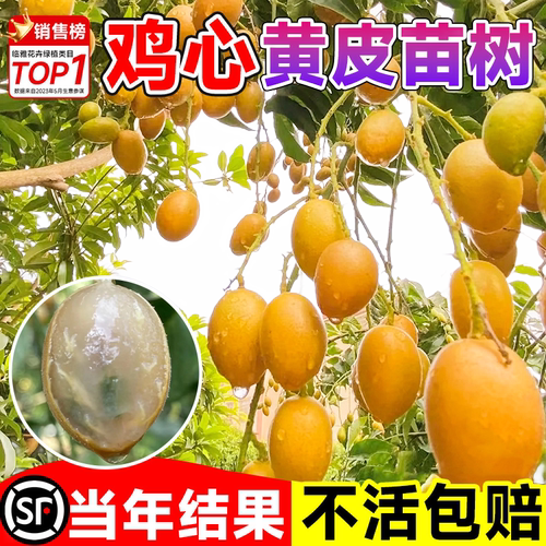 广西鸡心黄皮果树果苗纯甜正宗大苗带土带叶种植南方盆栽庭院地栽
