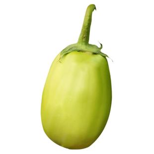 绿长茄子种籽种子苗绿茄子青圆茄青皮四季秧苗盆栽蔬菜秧孑茄苗