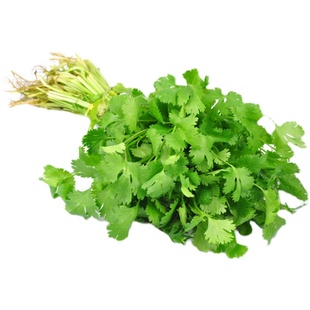 农家小叶香菜种子苗阳台菜籽四季盆栽蔬菜种籽孑食用菜籽四季香莱