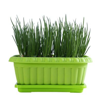 健康自己苗菜萝卜四季碗豆种子