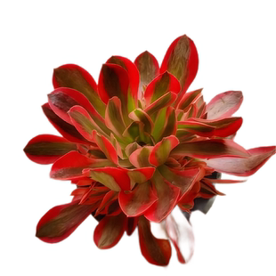 法师锦粉女巫多肉植物水墨丹青手捧室内办公桌阳台绿植花卉盆栽