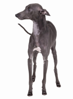 纯种双血统灵缇犬幼犬宠物狗幼崽