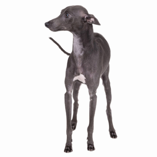 纯种双血统灵缇犬幼犬格力犬细犬狩猎犬宠物狗狗活体小狗活物幼崽