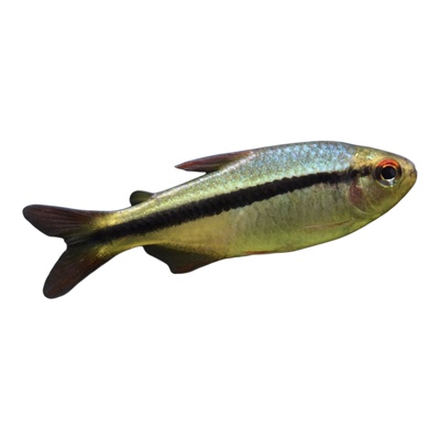 生灵水族包邮皇室青魔鬼灯鱼