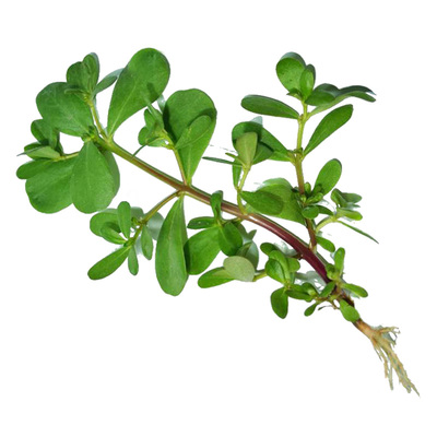 食用马齿苋种子盆栽苋菜菜籽