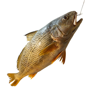 【鲜谏】舟山小船海钓黄姑鱼黄三鱼春子鱼黄婆鸡1-3斤砰重 冰鲜