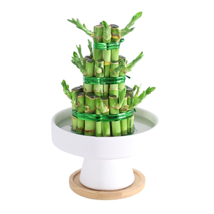 竹塔富贵竹节节高水培植物乔迁摆件盆栽荷花转运发财竹办公室绿植