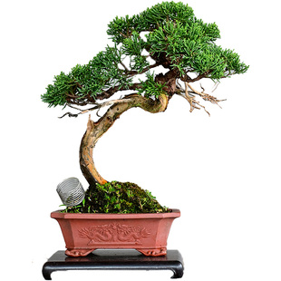 济州真柏盆景茶室日本小品柏树系鱼川老桩崖柏刺柏高端精品盆栽