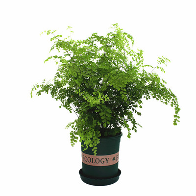 铁线蕨盆栽绿植室内桌面净化空气