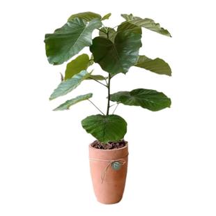 日本网红爱心榕心叶榕伞榕室内阳台观叶植物ins网红植物