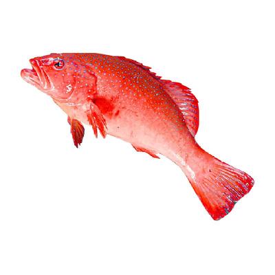 渔传播活鱼现杀海南红东星斑