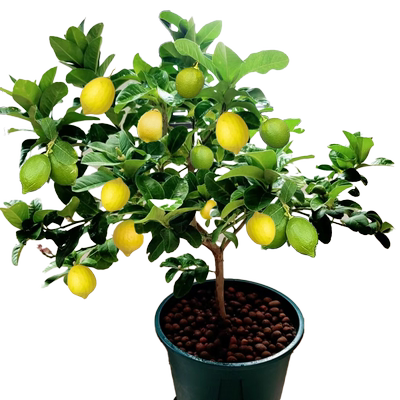 【当年爆果】柠檬树树苗不活包补