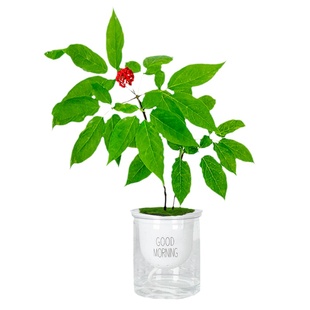 【吉林发货】长白山人参苗盆栽东北特产种植正宗带土活新鲜院子寒