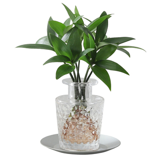 竹柏懒人好养水培植物盆栽室内桌面客厅净化空气花卉绿植盆景摆件