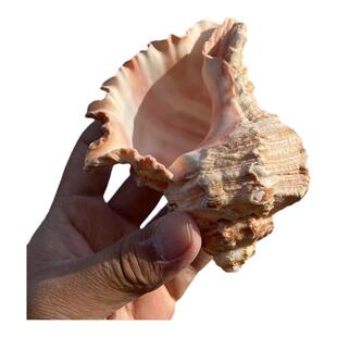 天然大海螺贝壳红口千手螺麒麟螺标本收藏鱼缸造景居家橱柜摆件