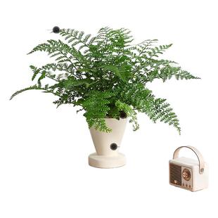 吉姆蕨盆栽蕨类植物懒人门口室内办公室电视柜旁边绿植好养活四季