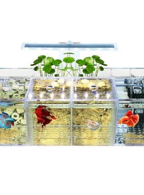 斗鱼缸繁殖孵化隔离桌面亚克力