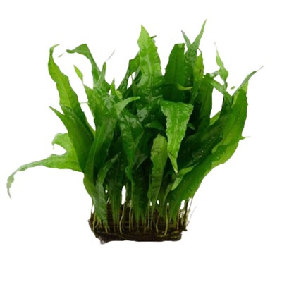 鱼缸中后景水草绿宫廷丁香蜈蚣草