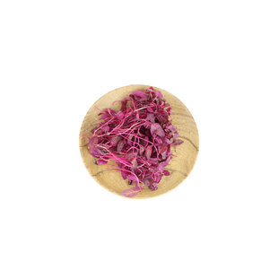 【YIKECAI】火红苗1盒 新鲜安曼红斯卡纳苗可食用芽苗菜摆盘装饰