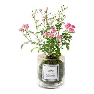 带花四季开花迷你超微型月季玫瑰姬月季苔藓球阳台窗台桌面绿花卉