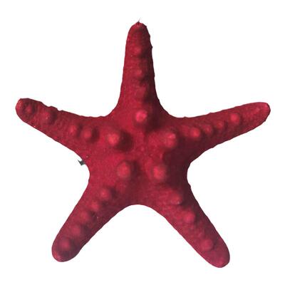天然海螺 贝壳  白色海星 家居摆件拍摄道具海螺贝壳飘窗装饰