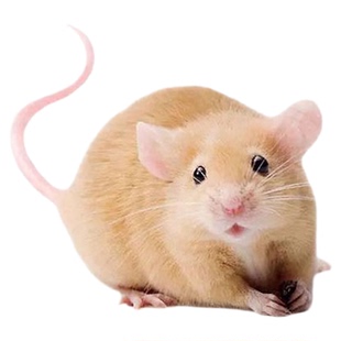 花枝鼠活物学生宿舍宠物宝宝幼崽鼠萌宠亲人小宠健康包邮包活特价