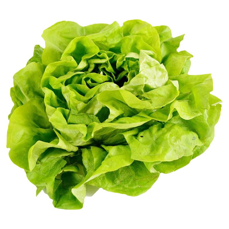 奶油脆生菜种子光滑酥脆鲜嫩甜美沙拉叶菜传家宝四季阳台室内盆栽