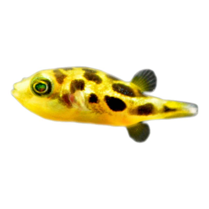 巧克力娃娃鱼迷你克星蜗虫克星螺