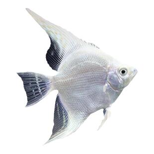 神仙鱼燕鱼秘鲁群游热带观赏鱼小型鱼鱼苗活体淡水鱼红头三色