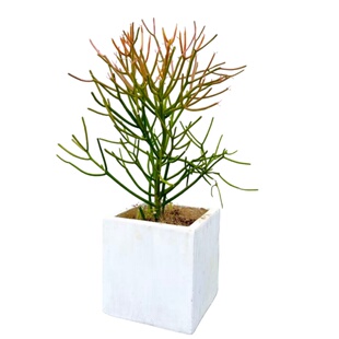 无刺仙人掌植物彩叶珊瑚光棍树仙人棒沙生植物景观庭院造景耐旱