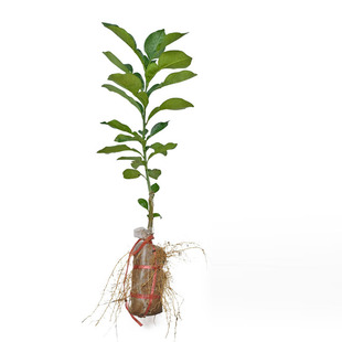 柚子树苗 正宗容县沙田柚苗三红红肉红心柚子苗 泰国红宝石青柚苗