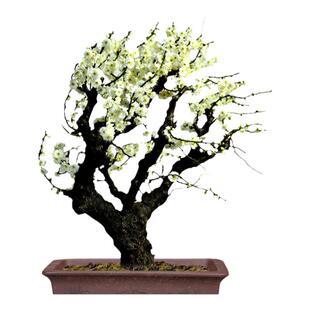 绿梅盆景金钱绿梅花盆栽室内阳台花卉庭院耐寒植物四季红梅玉蝶梅